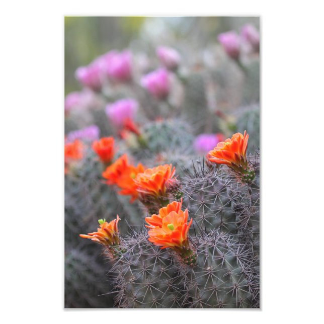 Impression Photo Couleurs des fleurs de cactus du désert (Devant)