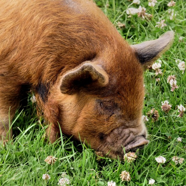 IMPRESSION PHOTO COUPER (A photographic design of a very cute kunekune pig.)