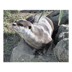 IMPRESSION PHOTO COUPER OTTER
