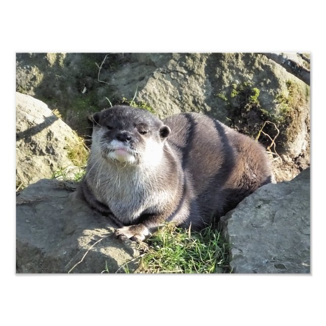 IMPRESSION PHOTO COUPER OTTER (Devant)