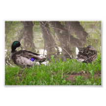 Couple de canards amoureux