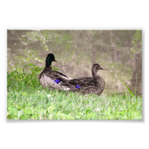 Impression Photo Couple de canards colverts à l'étang