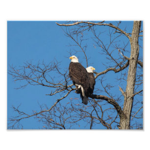 Impression Photo Couple de l'aigle des Jeunes Balles