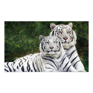 Impression Photo couple de tigres