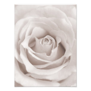Impression Photo Coutume rose blanche et crème de sépia vintage