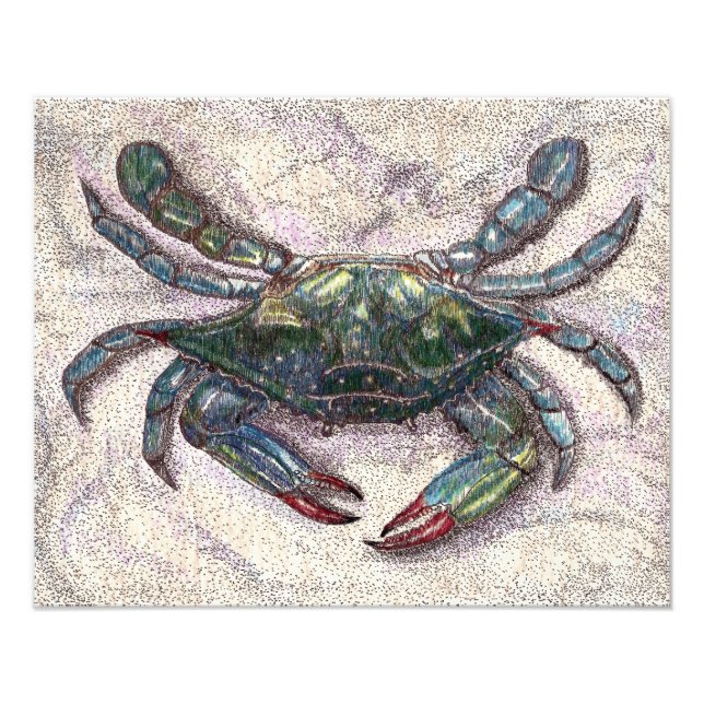 Impression Photo Crabe bleu de la baie Chesapeake Imprimer (Devant)