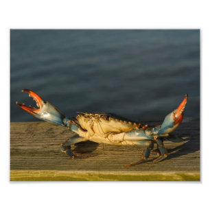 Impression Photo Crabe sur bois imprimé 8x10