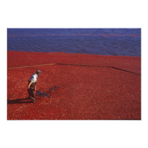 Impression Photo Cranberry Harvest, Middleboro, États-Unis