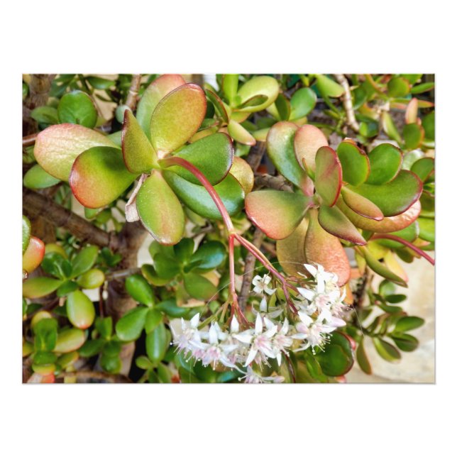 Impression Photo Crassula ovata (Devant)