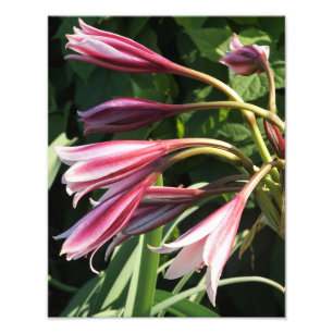 Impression Photo Crinum Lily 11 x 14 pouces