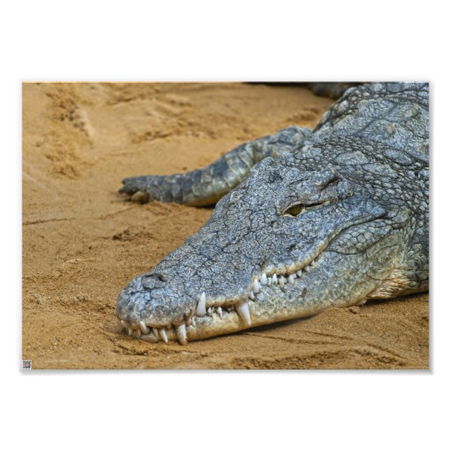 Impression Photo Crocodile (Devant)