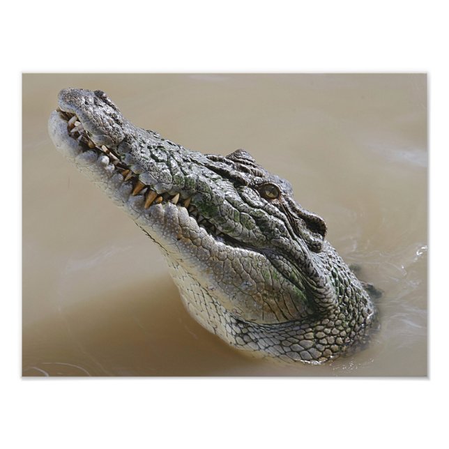Impression Photo Crocodile australien d'eau salée Darwin (Devant)