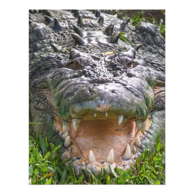 Impression Photo Crocodile d'eau salée à Kakadu, Territoire du Nord (Devant)