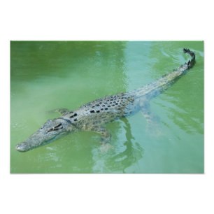 Impression Photo Crocodile d'eau salée en Australie