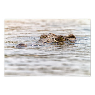 Impression Photo Crocodile du Nil