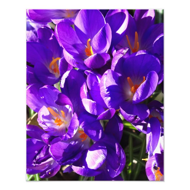 IMPRESSION PHOTO CROCUS DE PRINTEMPS (Devant)