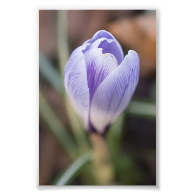 Impression Photo Crocus non ouvert (Devant)