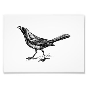 Impression Photo Croquis de cru d'oiseau de Grackle