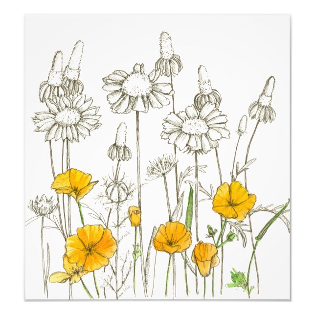 Impression Photo Croquis Plante Orange California Poppy Flowers (Devant)