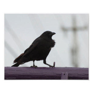 Impression Photo Crow 11X14 sur violet