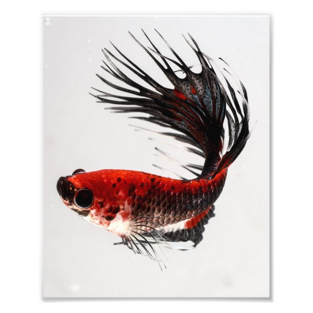 Impression Photo Crowtail Betta Fish (Devant)