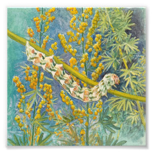 Impression Photo Cucullia Absinthii Wormwood