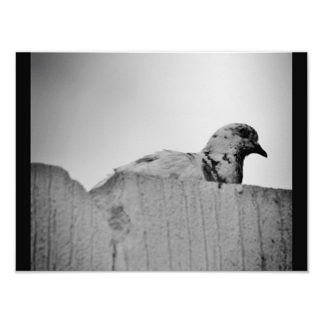 Impression Photo Curieux Pigeon (Devant)