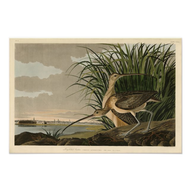 Impression Photo Curlew from Audubon's Birds of America (Devant)