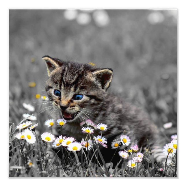 Impression Photo Cute adorable Chat Kitten (Devant)