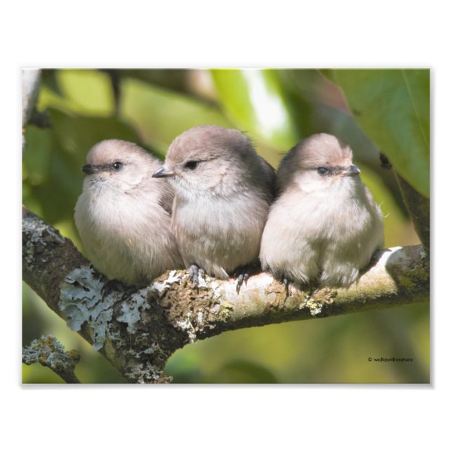 Impression Photo Cute Baby Bushtit Songbirds (Devant)