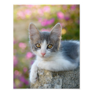 Impression Photo Cute Bicolor Chat Kitten Fleurs roses - Paperprint