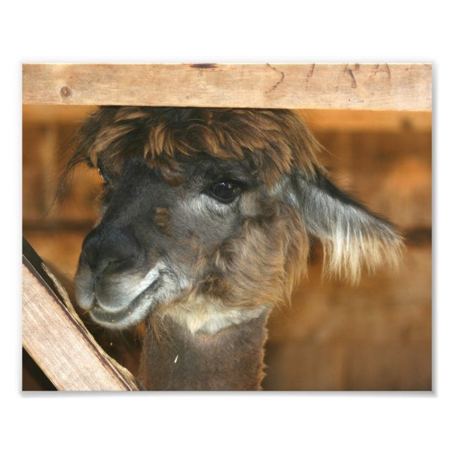 Impression Photo Cute Brown Alpaca 10x8 Animal de ferme (Devant)