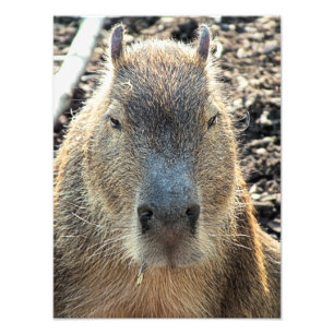 IMPRESSION PHOTO CUTE CAPYBARA