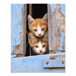 Impression Photo Cute chatte chatons en bleu Vintage de fenêtre Pap