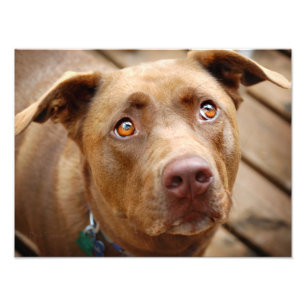 Impression Photo Cute chocolat Lab Pit Mix Portrait de chien 5