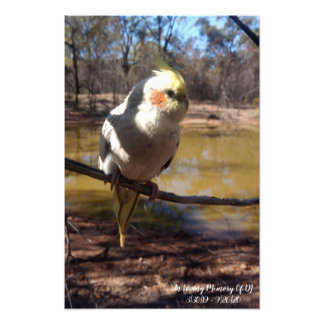 Impression Photo Cute Cockatiel