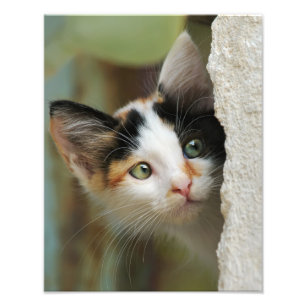 Impression Photo Cute Curieux Chat Kitten Yeux de prière - Paperpri