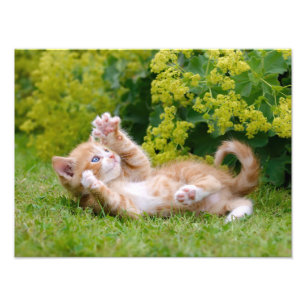 Impression Photo Cute drôle chaton chaton jouant dans un jardin fle