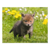 Cute Fluffy Red Fox Cub animal sauvage Baby -