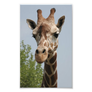 Impression Photo Cute Giraffe
