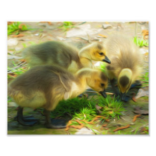 Impression Photo Cute Gosling