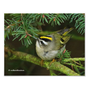 Impression Photo Cute Kinglet Songbird Causes Stir in the Fir