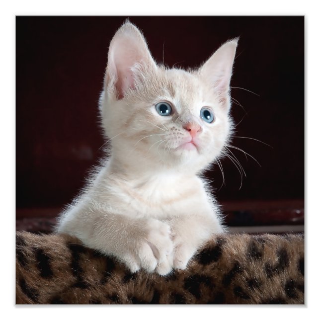 Impression Photo Cute Kitten (Devant)