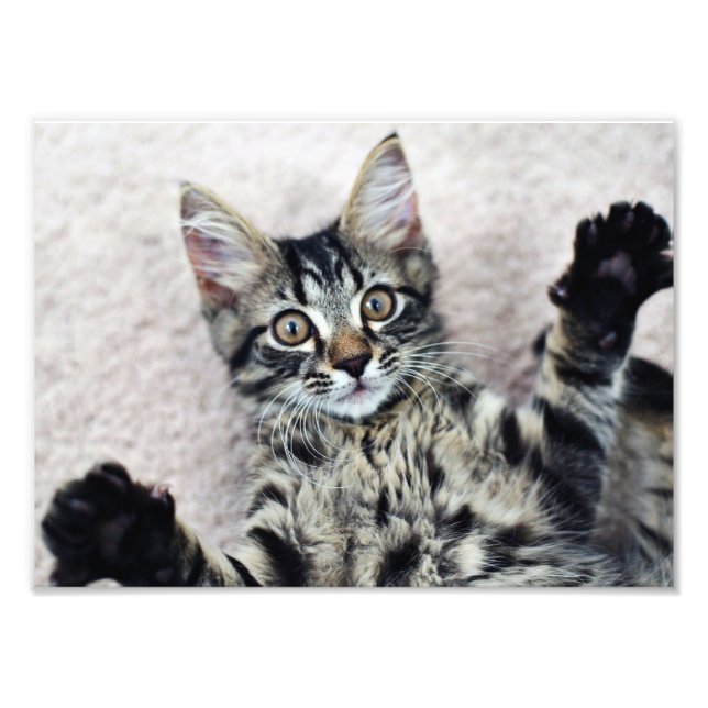 Impression photo Cute Kitten (Devant)