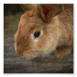 Impression Photo Cute lapin brun