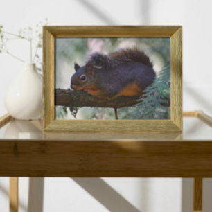 Impression Photo Cute Little Douglas Squirrel Wildlife
