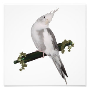 Impression Photo Cute Lutino Cockatiel Bird Ivy Perch Animal