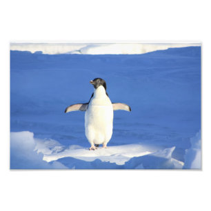 Impression Photo Cute Penguin