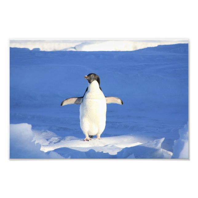 Impression Photo Cute Penguin (Devant)