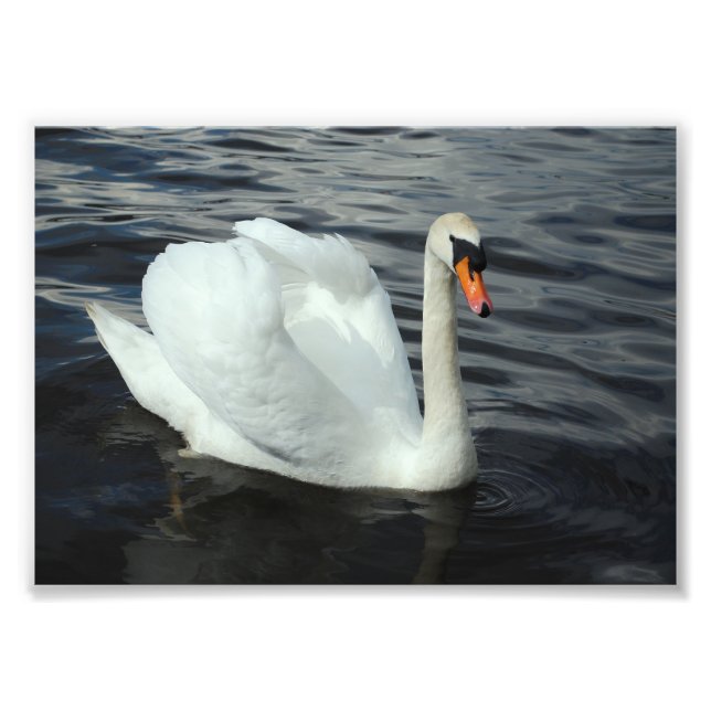 Impression Photo Cygne blanc (Devant)